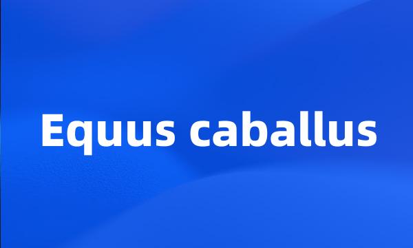 Equus caballus