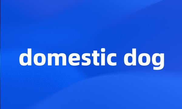 domestic dog