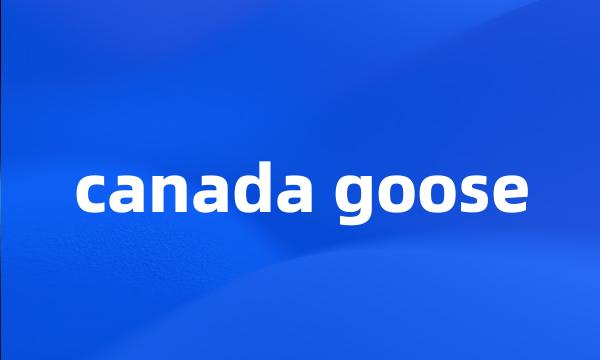 canada goose