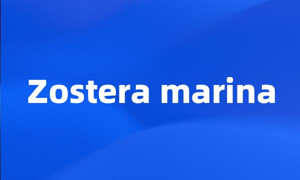 Zostera marina