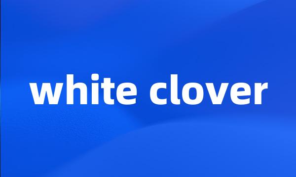 white clover