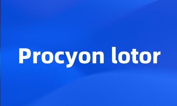 Procyon lotor