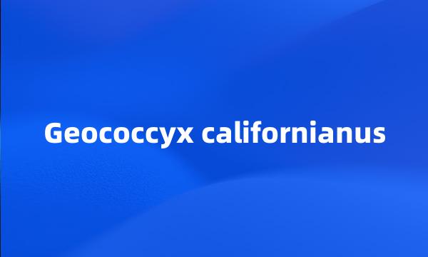 Geococcyx californianus