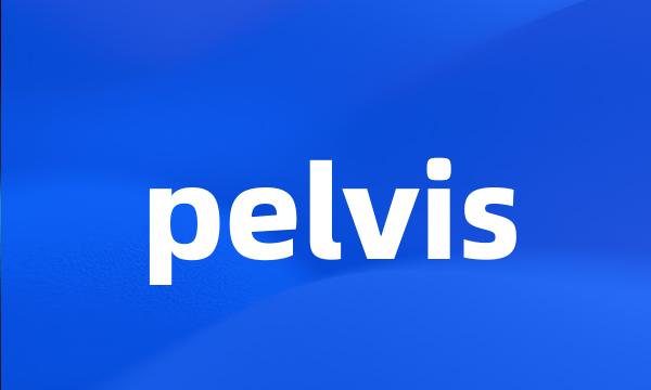 pelvis