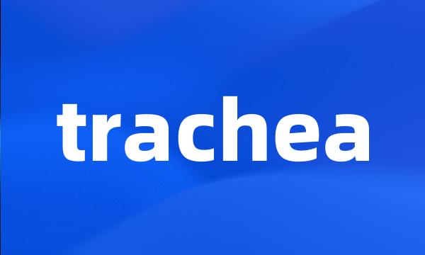 trachea