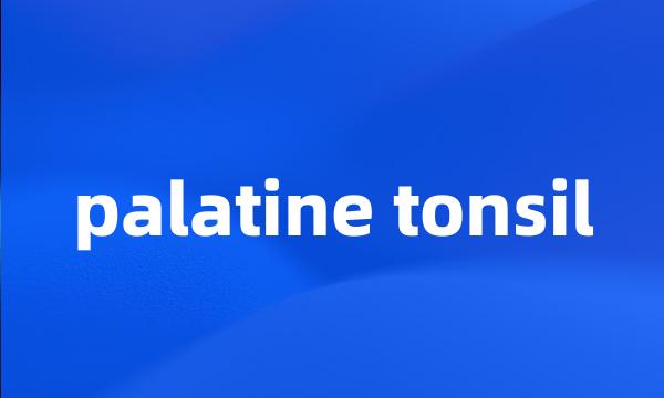 palatine tonsil