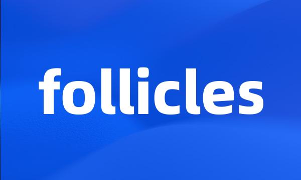 follicles