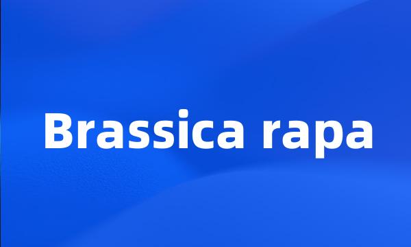 Brassica rapa