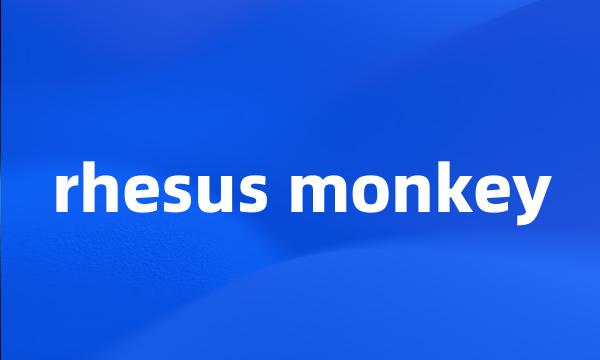 rhesus monkey