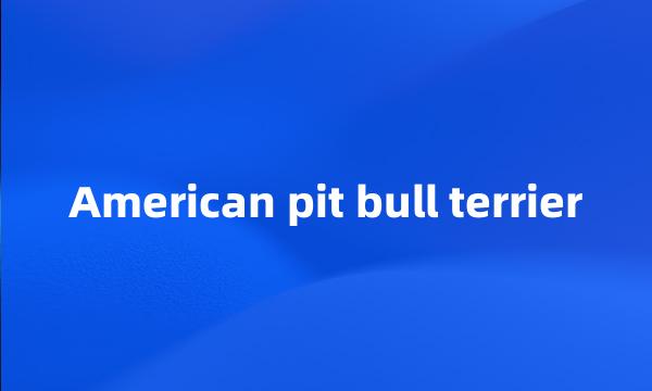 American pit bull terrier