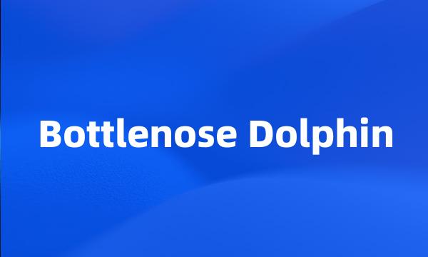 Bottlenose Dolphin