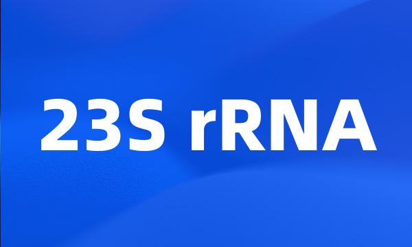 23S rRNA