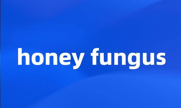 honey fungus