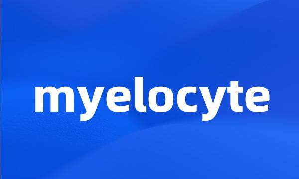 myelocyte