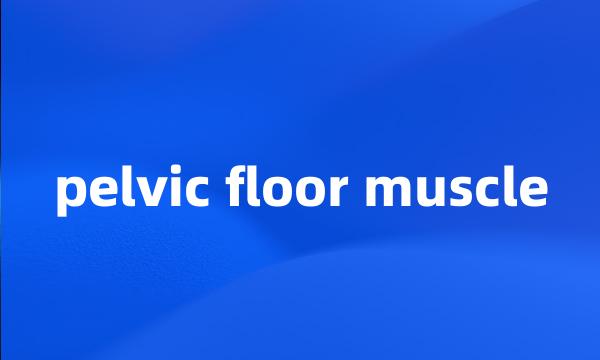 pelvic floor muscle