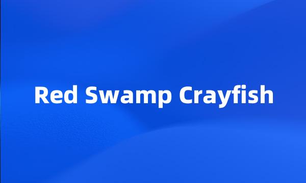 Red Swamp Crayfish