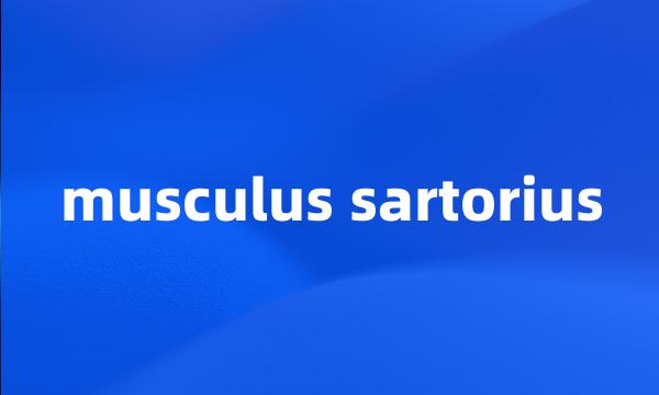 musculus sartorius