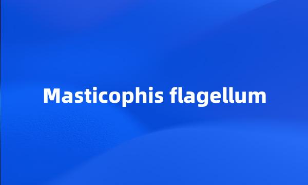 Masticophis flagellum