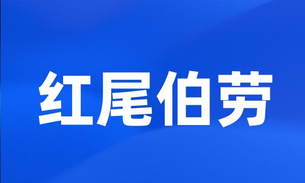 红尾伯劳